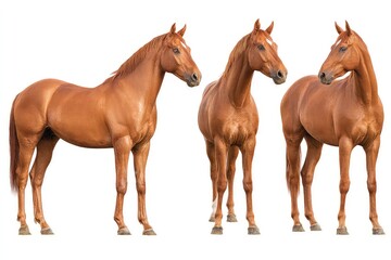 Fototapeta premium Brown horses side by side, realistic front-facing stance with subtle marking variations isolated on white background