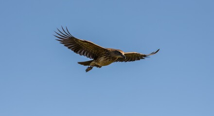Obraz premium A brown bird of prey soaring in a clear blue sky