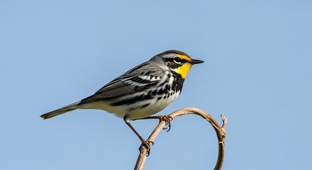 Yellowthroated Warbler perched on a curved branch against a clear blue sky