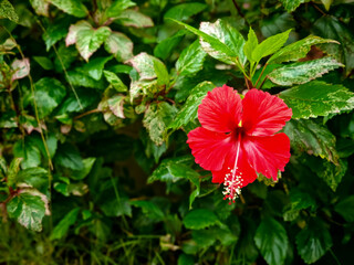 A vibrant red hibiscus flower in full bloom captured up close, with delicate petals and prominent stamens. Surrounded by lush green leaves, this tropical blossom radiates natural beauty