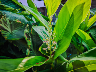 A clear close-up of the Greater Galangal (False Galanga) plant featuring fresh green leaves growing in natural tropical light. Ideal for botanical, culinary, and herbal-themed visuals