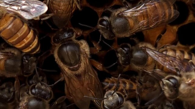 Indian honey bee, known scientifically as Apis cerana indica, plays a vital role in pollination and honey production, as thousands of bees work within the beehive under the guidance of their queen bee