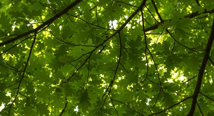 Fototapeta premium Sunlight Filtering Through Green Oak Leaves and Branches in a Forest Canopy