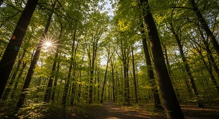 Sunlight Streaming Through Lush Green Forest Canopy in Springtime