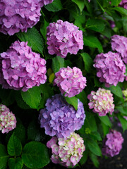 雨に咲く色とりどりの紫陽花｜Colorful Hydrangeas Blooming in the Rain