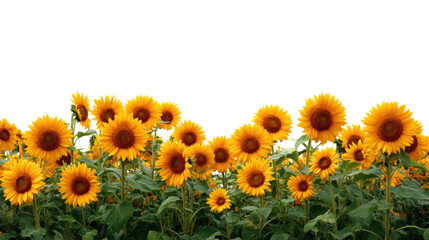 Vibrant sunflower field blooms in nature outdoor garden bright daylight captivating landscape cut out png