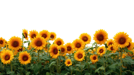 Vibrant sunflower field blooms in nature outdoor garden bright daylight captivating landscape cut out png