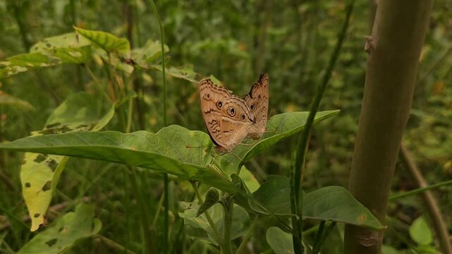 Macro shot of two male and female Junonia almana butterflies known as peacock pansy perch delicately mating in nature. love and life.