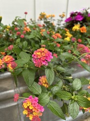 Naklejka premium Close-Up of bright Pink and Yellow Lantana Flowers in Bloom
