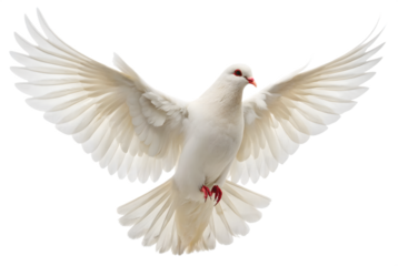 PNG of One White Dove freedom flying Wings on transparent background symbol of International Day of Peace, Holy spirit of God in Christian religion heaven concept
