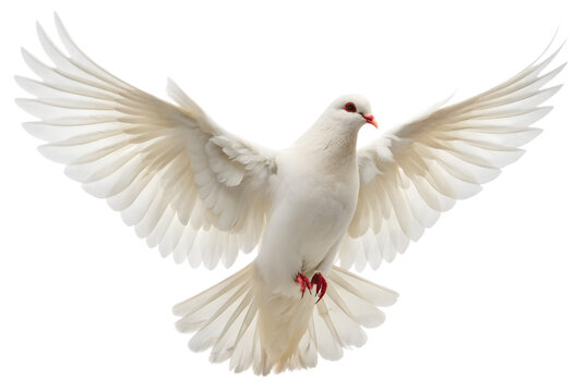 PNG of One White Dove freedom flying Wings on transparent background symbol of International Day of Peace, Holy spirit of God in Christian religion heaven concept