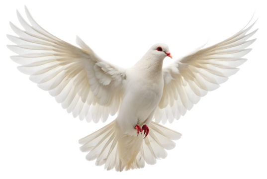 PNG of One White Dove freedom flying Wings on transparent background symbol of International Day of Peace, Holy spirit of God in Christian religion heaven concept