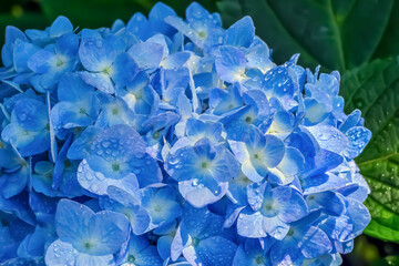 雨に濡れた紫陽花