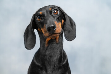A black and tan dachshund gazes curiously against a soft blue backdrop, themes of curiosity, pets, and canine companionship. Raising puppy, endurance training, stance