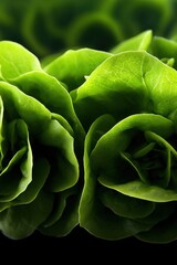 Fototapeta premium Close-Up of Fresh Green Lettuce Leaves, Representing Healthy Eating and Organic Food Production for Sustainable Agriculture : Generative AI