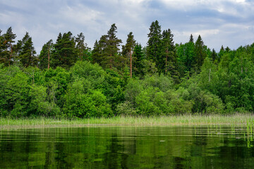 Lush Forest Reflecting in a Tranquil Lake