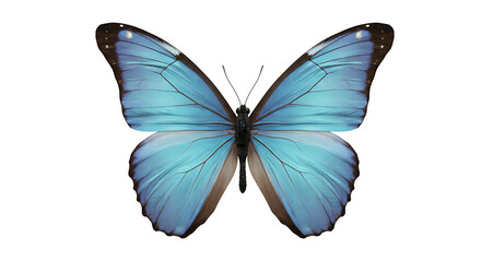 Obraz premium A beautiful butterfly with intricate patterns and vibrant blue wings, isolated against a clean white background