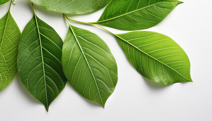 Obraz premium green leaves with veins against a white background