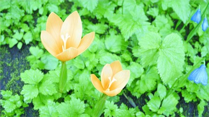 Two pale orange flowers amidst lush green foliage