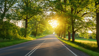 Fototapeta premium sunlit country road lush green trees summer landscape scenic drive nature photography