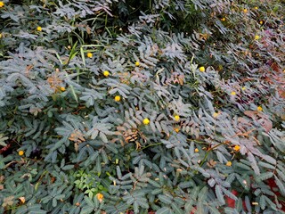 Neptunia plena comprises a large family of flowering plants, featuring distinctive compound leaves...