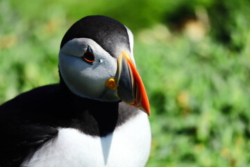 Naklejka premium Close-Up Portrait of Wild Atlantic Puffin During Summer Breeding Season – Wildlife Portrait of Iconic Seabird in Natural Habitat with Summer Mating Plumage, Saltee Island, Wexford. 