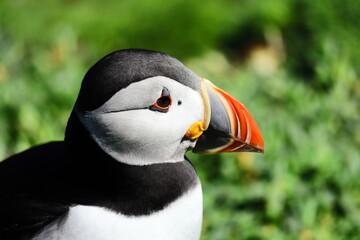 Close-Up Portrait of Wild Atlantic Puffin During Summer Breeding Season – Wildlife Portrait of...