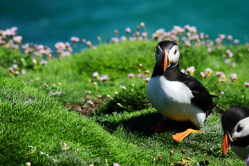 Close Portrait Wild Atlantic Puffin