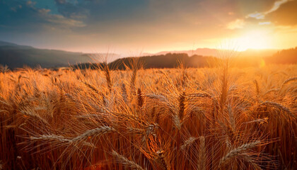 a field of ripe wheat with the sun setting in the background