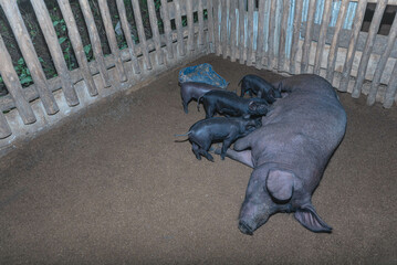 Kurobuta sows or black pigs are nursing several piglets in a wooden pen with fur dirty from the dirt in the pen to be sold because they are pigs with fat in the muscles.