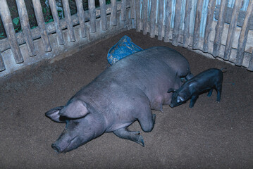 Kurobuta sows or black pigs are nursing several piglets in a wooden pen with fur dirty from the dirt in the pen to be sold because they are pigs with fat in the muscles.