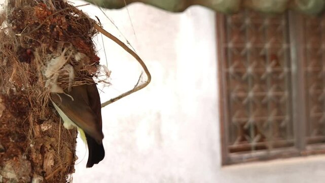 A female Indian sunbird (spiderhunter) busy weaving and building a pendulum-shaped hanging nest, set against a beautiful view of nature.