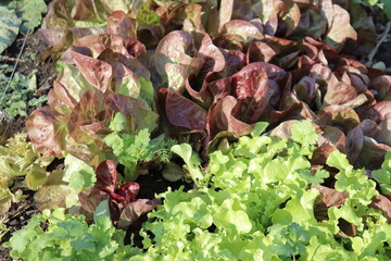 Young salad leaves in an outdoor garden. A close-up of a mix of red and green salad in a garden. Gardening in summer and vegetable. Agriculture and community garden.