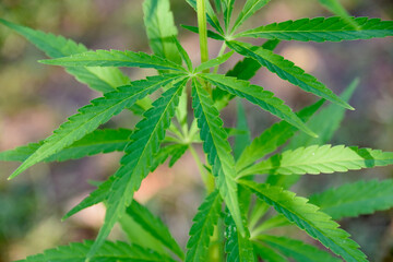 Top view of sunlit hemp plant growing in outdoor garden, symbolizing eco farming, plant-based industry potential, and sustainable agriculture innovation