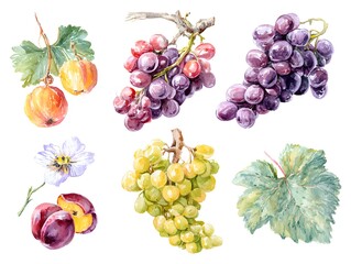 Obraz premium Grapevine Growth Stages: From Planting to Harvest - Vineyard Life Cycle Illustration