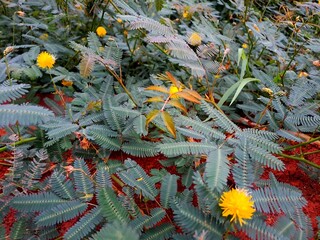 Neptunia plena comprises a large family of flowering plants, featuring distinctive compound leaves...