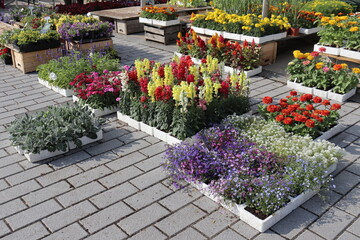 Flowers in pots in an outdoor market in summer. Outdoor activity in summer and gardening. Multicolor flowers in a market.