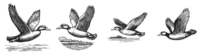 This vintage illustration showcases ducks in flight over a tranquil water scene. The detailed engravings highlight their wings and natural beauty., set vector illustration