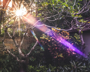 Sunlight Through Tropical Garden with Colorful Lens Flare, Bali

