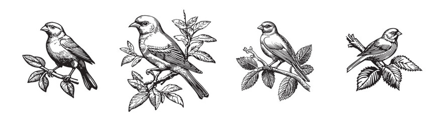 Explore a collection of vintage bird illustrations featuring various species perched on branches surrounded by leaves, perfect for nature enthusiasts or art lovers., set vector illustration