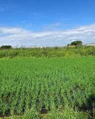 Rice field scenery（田んぼ）