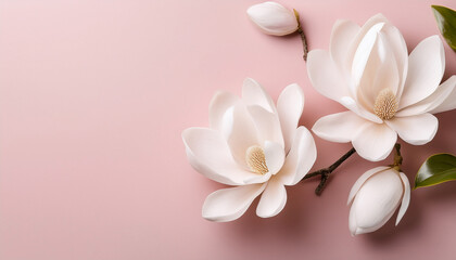 white magnolia blooms on pastel background