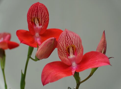 Close-up view of the red hybrid Disa uniflora orchids