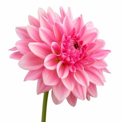 Fototapeta premium Beautiful Pink Dahlia with Soft Petals Under Natural Light Showcasing Intricate Details and Vibrant Color in a Garden Setting