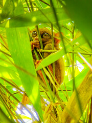 Close up shot of unique and cute looking Tarsier with large eyes. Bohol rainforest Tarsier sanctuary in Philippines of one of the smallest primates