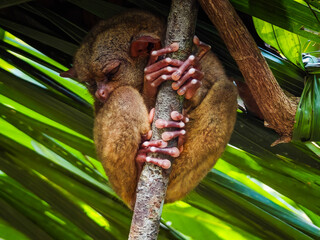 Close up shot of unique and cute looking Tarsier with large eyes. Bohol rainforest Tarsier sanctuary in Philippines of one of the smallest primates