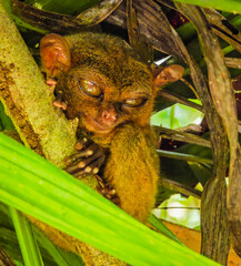 Close up shot of unique and cute looking Tarsier with large eyes. Bohol rainforest Tarsier sanctuary in Philippines of one of the smallest primates