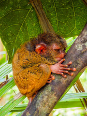 Close up shot of unique and cute looking Tarsier with large eyes. Bohol rainforest Tarsier sanctuary in Philippines of one of the smallest primates
