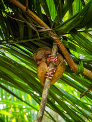 Close up shot of unique and cute looking Tarsier with large eyes. Bohol rainforest Tarsier sanctuary in Philippines of one of the smallest primates