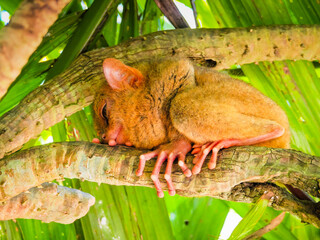 Close up shot of unique and cute looking Tarsier with large eyes. Bohol rainforest Tarsier sanctuary in Philippines of one of the smallest primates